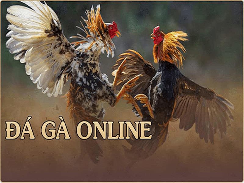 Đá gà online nghĩa là gì?