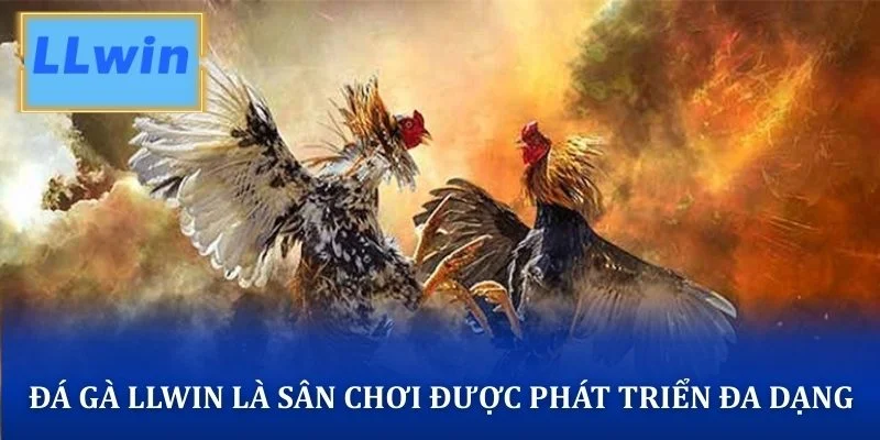 Đá gà LLWIN là sân chơi được phát triển đa dạng