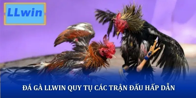 Đá gà LLWIN quy tụ các trận đấu hấp dẫn