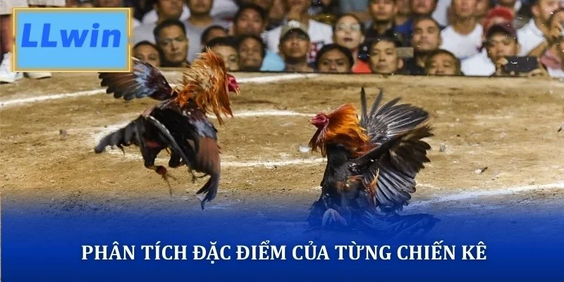 Phân tích đặc điểm của từng chiến kê
